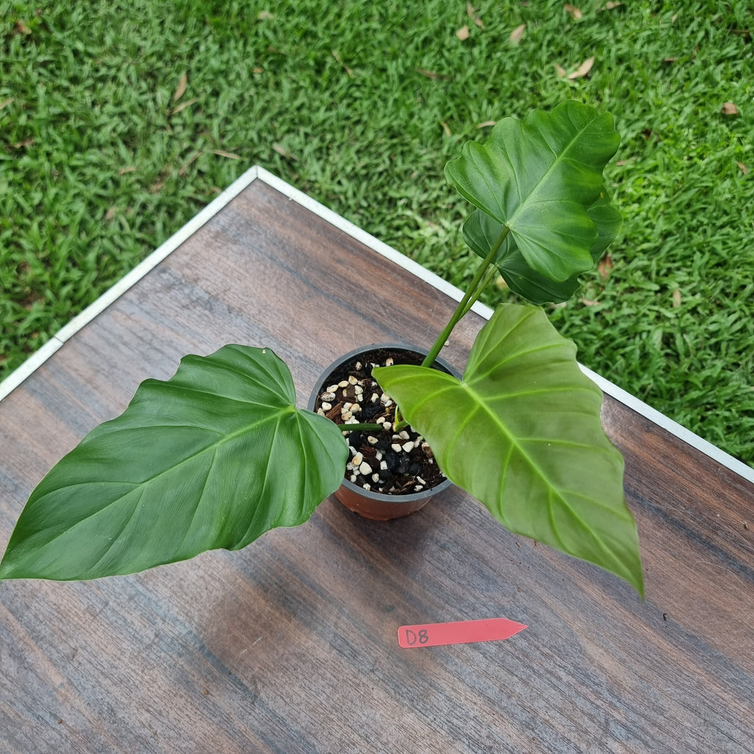 #D8 Philodendron Corsinianum / 'Bronze Shield'