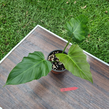 Load image into Gallery viewer, #D8 Philodendron Corsinianum / &#39;Bronze Shield&#39;