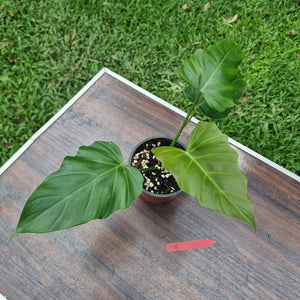 #D8 Philodendron Corsinianum / 'Bronze Shield'