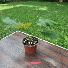 Load image into Gallery viewer, #D8 Philodendron Corsinianum / &#39;Bronze Shield&#39;