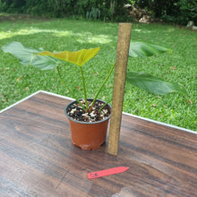 Load image into Gallery viewer, #D8 Philodendron Corsinianum / &#39;Bronze Shield&#39;