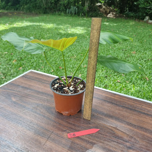 #D8 Philodendron Corsinianum / 'Bronze Shield'