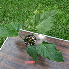 Load image into Gallery viewer, #D10 Philodendron Corsinianum / &#39;Bronze Shield&#39;