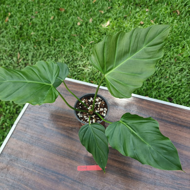#D10 Philodendron Corsinianum / 'Bronze Shield'