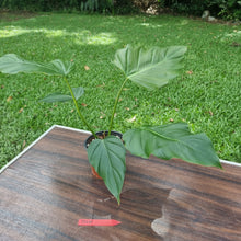 Load image into Gallery viewer, #D10 Philodendron Corsinianum / &#39;Bronze Shield&#39;
