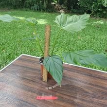 Load image into Gallery viewer, #D10 Philodendron Corsinianum / &#39;Bronze Shield&#39;