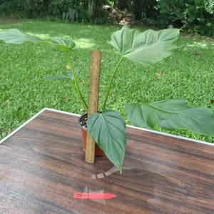 #D10 Philodendron Corsinianum / 'Bronze Shield'