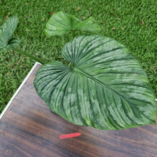 Load image into Gallery viewer, #D11 Philodendron Silver Cloud