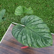 Load image into Gallery viewer, #D11 Philodendron Silver Cloud