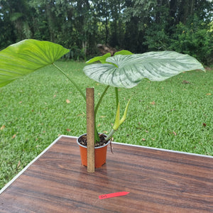 #D11 Philodendron Silver Cloud