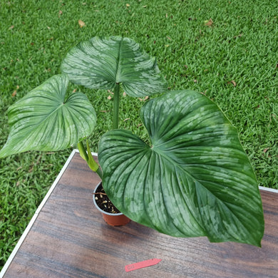 #D11 Philodendron Silver Cloud