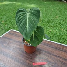 Load image into Gallery viewer, #D12 Philodendron Gloriosum