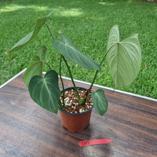 Load image into Gallery viewer, #D12 Philodendron Gloriosum