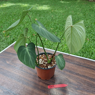 #D12 Philodendron Gloriosum