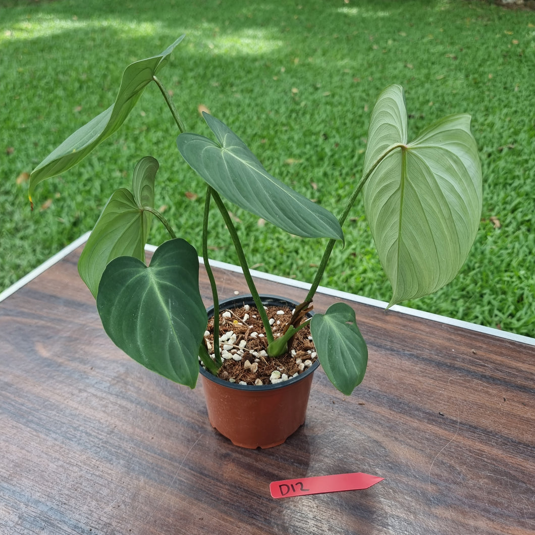 #D12 Philodendron Gloriosum