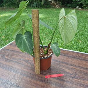 #D12 Philodendron Gloriosum