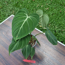 Load image into Gallery viewer, #D13 Philodendron Gloriosum