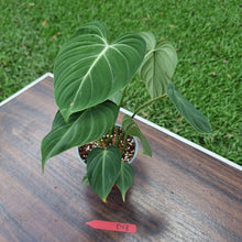 Load image into Gallery viewer, #D13 Philodendron Gloriosum