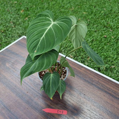 #D13 Philodendron Gloriosum