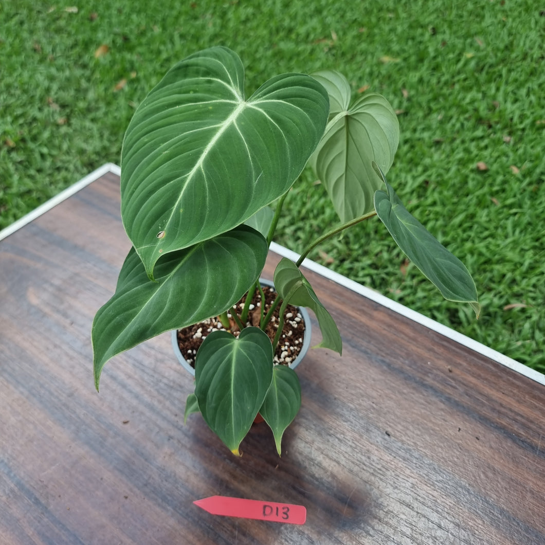 #D13 Philodendron Gloriosum