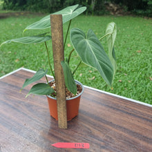 Load image into Gallery viewer, #D13 Philodendron Gloriosum
