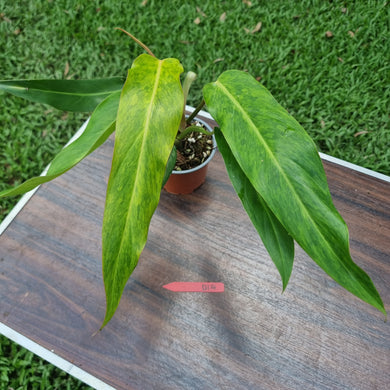 #D14 Philodendron Autumn Queen