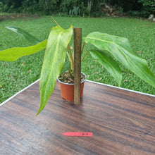 Load image into Gallery viewer, #D14 Philodendron Autumn Queen