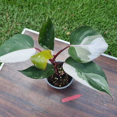 #D17 Philodendron Pink Princess