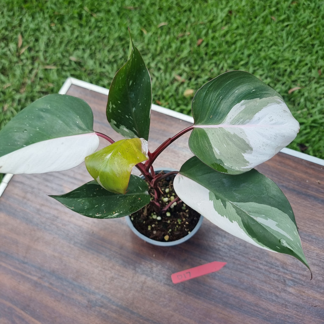 #D17 Philodendron Pink Princess