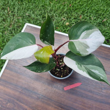 Load image into Gallery viewer, #D17 Philodendron Pink Princess
