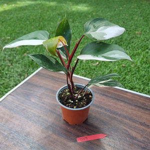 #D17 Philodendron Pink Princess