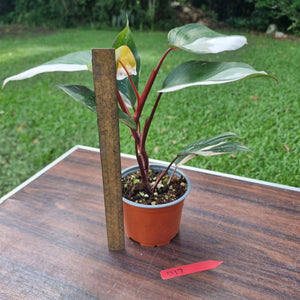#D17 Philodendron Pink Princess