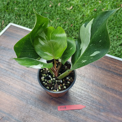 #D18 Philodendron White Knight