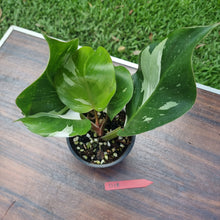 Load image into Gallery viewer, #D18 Philodendron White Knight