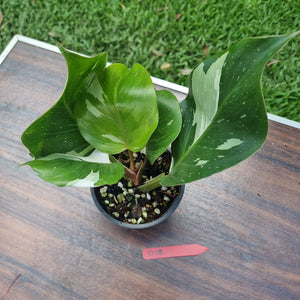 #D18 Philodendron White Knight