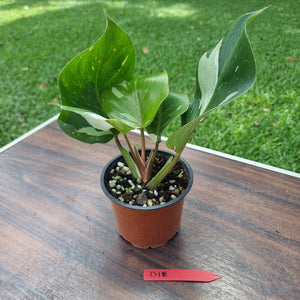 #D18 Philodendron White Knight
