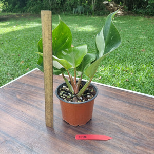 #D18 Philodendron White Knight
