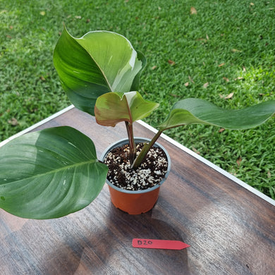 #D20 Philodendron White Knight