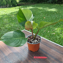 Load image into Gallery viewer, #D20 Philodendron White Knight