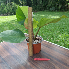 Load image into Gallery viewer, #D20 Philodendron White Knight