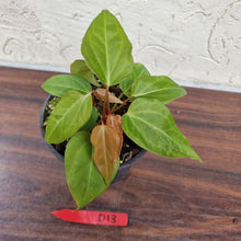 Load image into Gallery viewer, #D13 Anthurium Magnificum Hybrid x