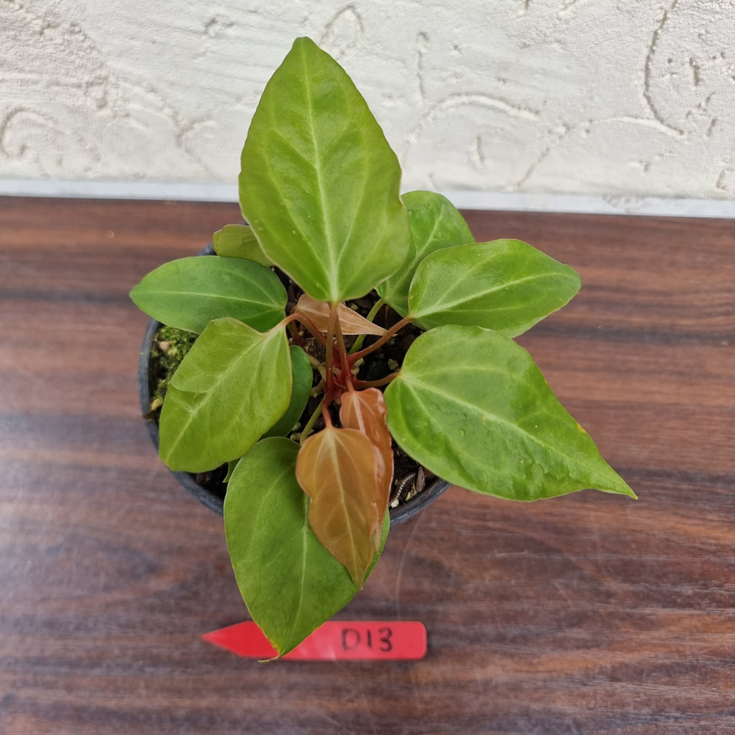 #D13 Anthurium Magnificum Hybrid x