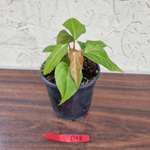 Load image into Gallery viewer, #D13 Anthurium Magnificum Hybrid x