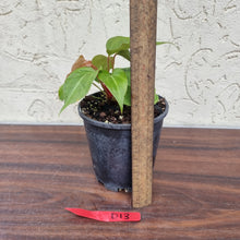 Load image into Gallery viewer, #D13 Anthurium Magnificum Hybrid x