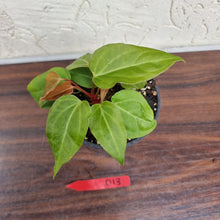 Load image into Gallery viewer, #D13 Anthurium Magnificum Hybrid x