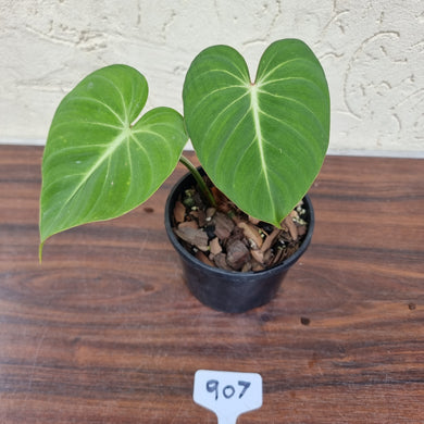 #907 Philodendron Gloriosum
