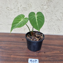 Load image into Gallery viewer, #907 Philodendron Gloriosum