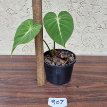 Load image into Gallery viewer, #907 Philodendron Gloriosum