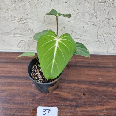 #37 Philodendron Gloriosum