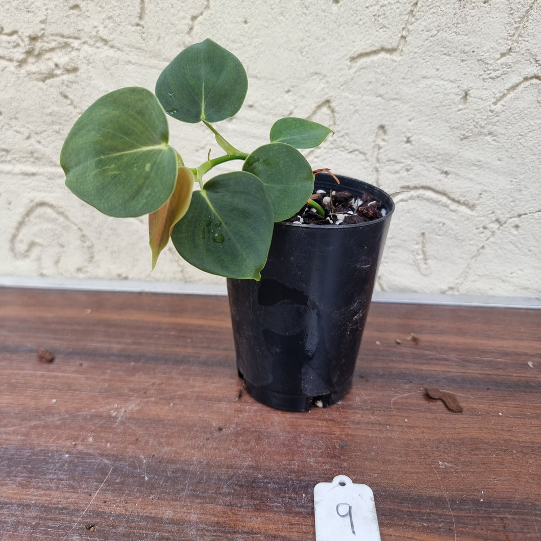 #9 Philodendron Lupinum